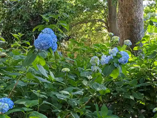 藤森神社の自然