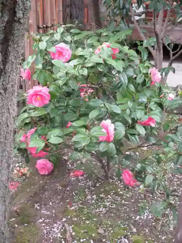 地蔵院（椿寺）の庭園