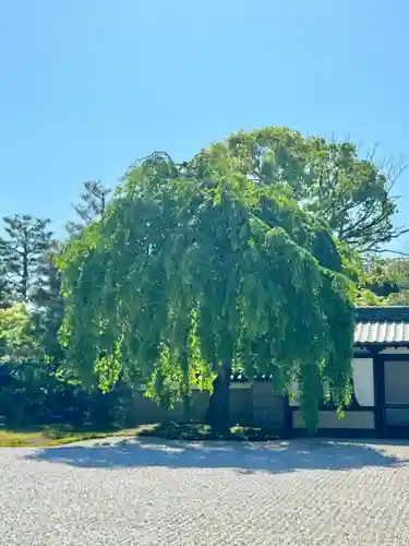 高台寺（高台寿聖禅寺・高臺寺）(京都府)