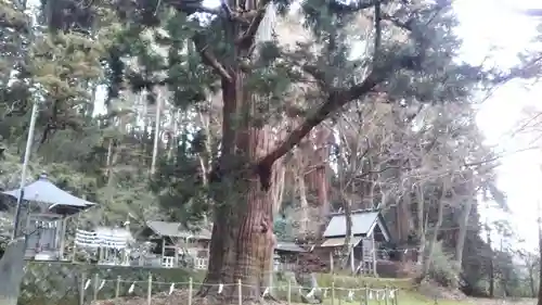 配志和神社の自然