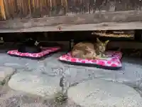 八幡社(柏井町)の動物