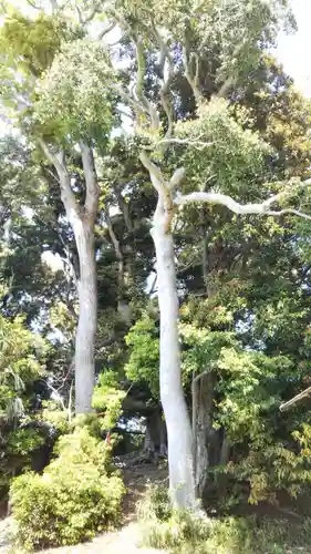 稲荷大明神の自然