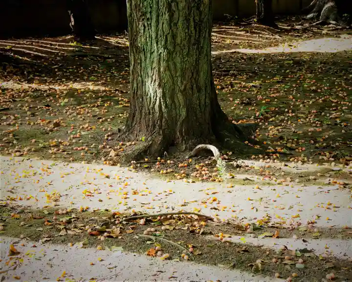 三津厳島神社の自然
