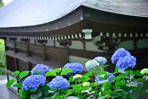 高幡不動尊　金剛寺の自然