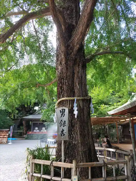 大宮八幡宮の自然