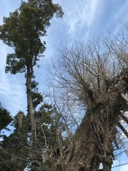 五所神社の自然