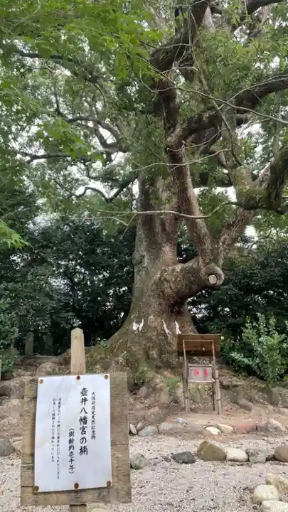 壺井八幡宮の自然