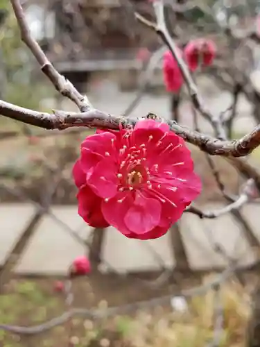 布多天神社の自然