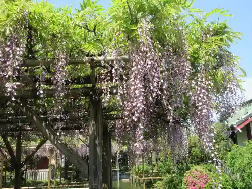 亀戸天神社(東京都)