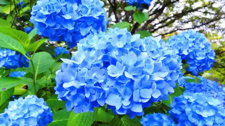金蛇水神社(宮城県)