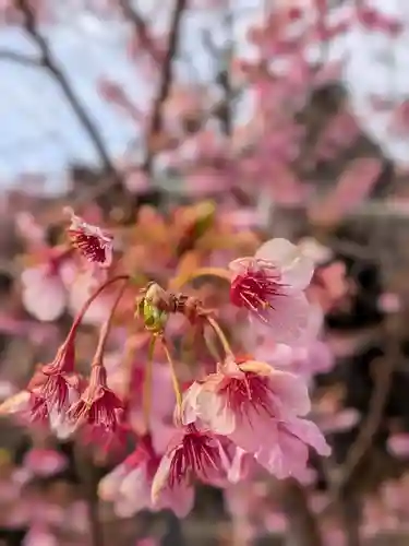 桜神宮(東京都)