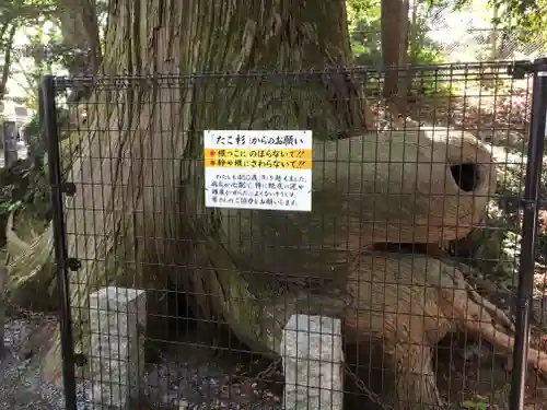 高尾山薬王院の自然