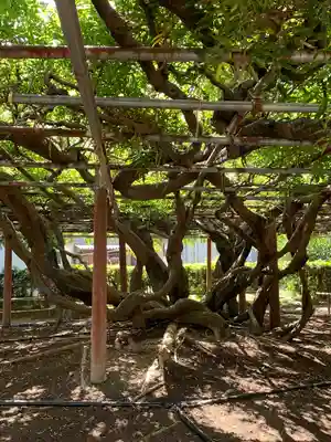 太巌寺（ふじの寺）(三重県)