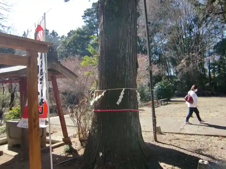 千代ケ岡八幡宮(栃木県)
