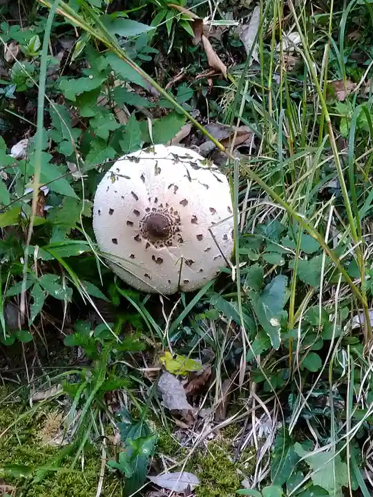 サムハラ神社 奥の宮の自然