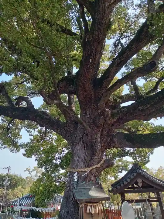 百舌鳥八幡宮(大阪府)