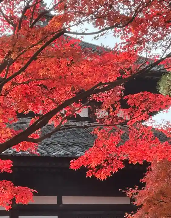 東福禅寺(東福寺)の自然