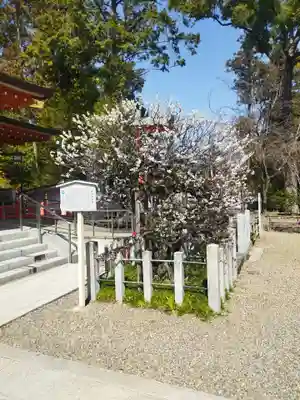 長岡天満宮(京都府)