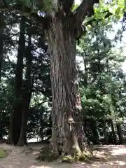 大石見神社の自然