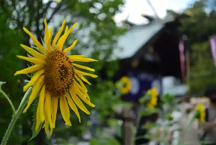 東京大神宮(東京都)