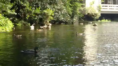 富士山本宮浅間大社の動物