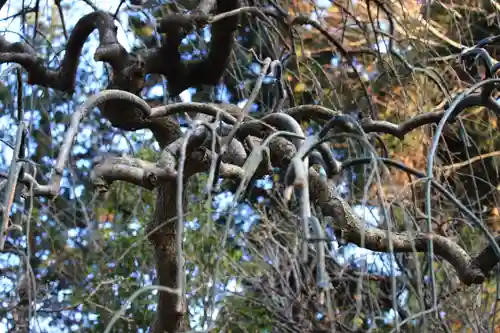 峯寺の自然