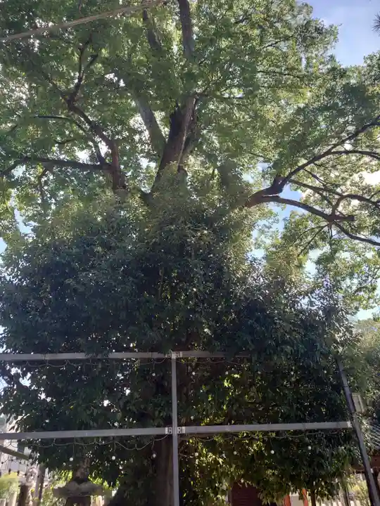 縣神社(京都府)