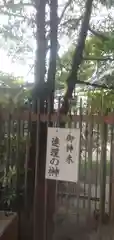 意賀美神社の自然