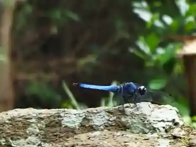 志太張神社の動物