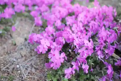 金鑚神社(埼玉県)