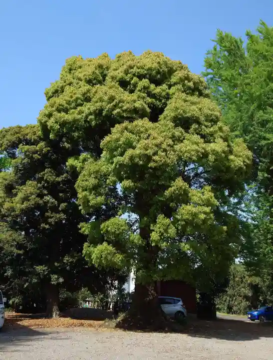 白髭神社(神奈川県)