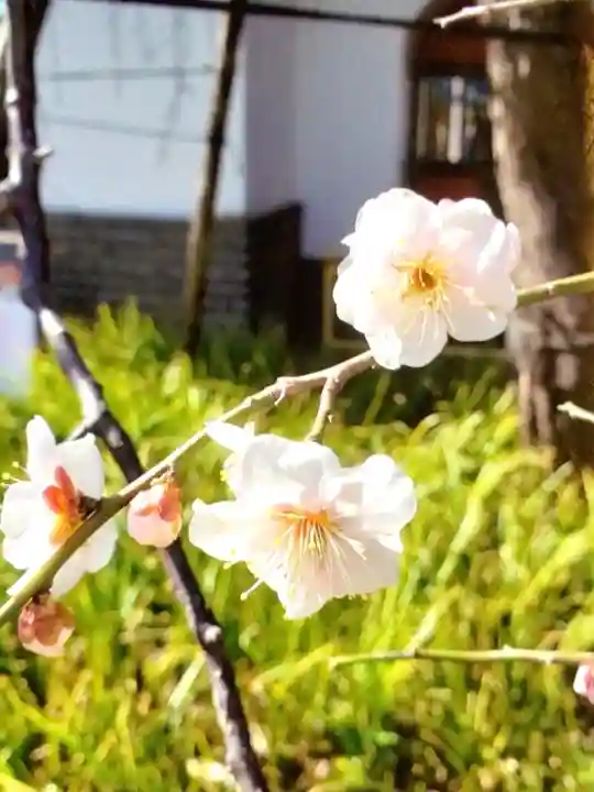 成願寺(東京都)