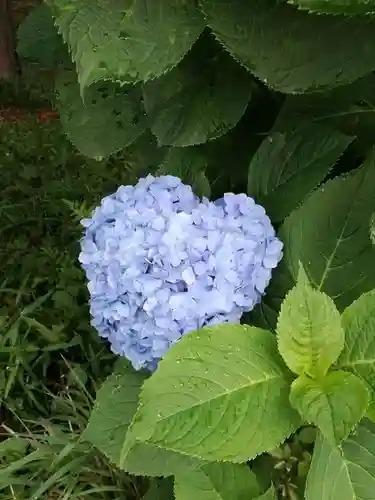 間々田八幡宮の自然
