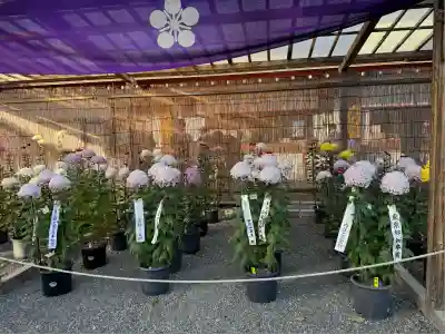 亀戸天神社(東京都)