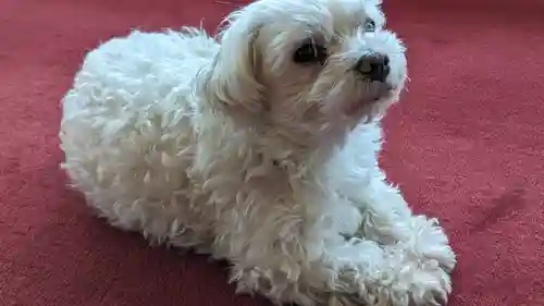 本昌寺(京都府)