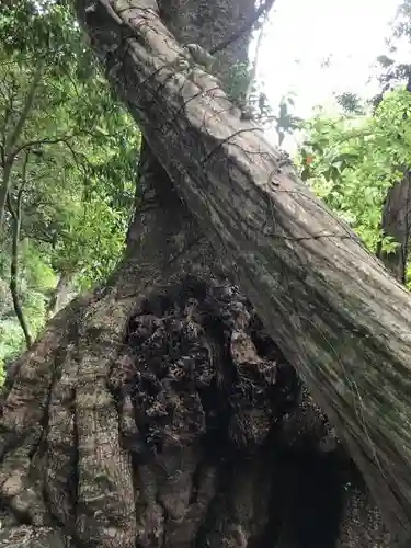 神内神社の自然