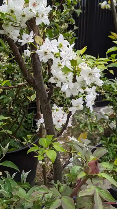 勝林寺(京都府)
