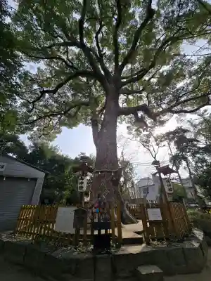 大市八幡神社の{uncategorized: "未分類", other: "その他", undefined: "問題あり", building: "その他建物", grave: "お墓", sacred_gate: "鳥居", guardian: "狛犬", statue: "像", buddha: "仏像", history: "歴史", nature: "自然", garden: "庭園", animal: "動物", pagoda: "塔", temizu: "手水舎", mountain_gate: "山門・神門", sanctuary: "本殿・本堂", subordinate: "末社・摂社", art: "芸術", scenery: "景色", jizo: "地蔵", ema: "絵馬", goshuin: "御朱印", omikuji: "おみくじ", items: "授与品その他", amulet: "お守り", goshuincho: "御朱印帳", eats: "食事", festival: "お祭り", votive_dance: "神楽", shichigosan: "七五三参", wedding: "結婚式", experience: "体験その他", initially: "初詣", around: "周辺", anti_infection: "感染症対策"}