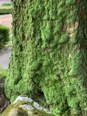 姫宮神社の自然