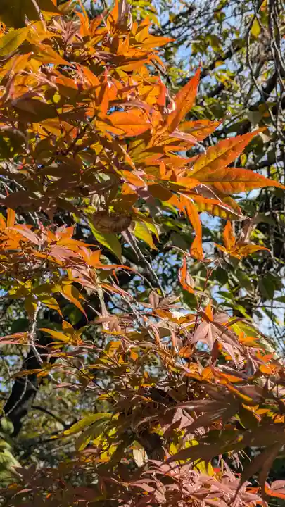 墨染寺(桜寺)(京都府)