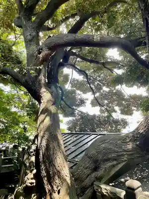 諏方神社の自然