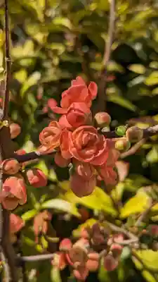 玉田神社(京都府)