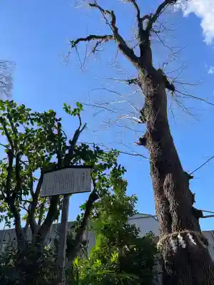 戸越八幡神社(東京都)