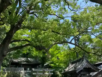 事任八幡宮(静岡県)