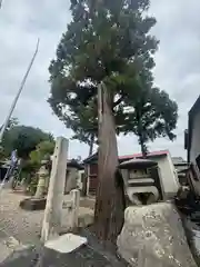 御厨神明神社(三重県)