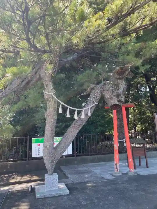 玉村八幡宮(群馬県)