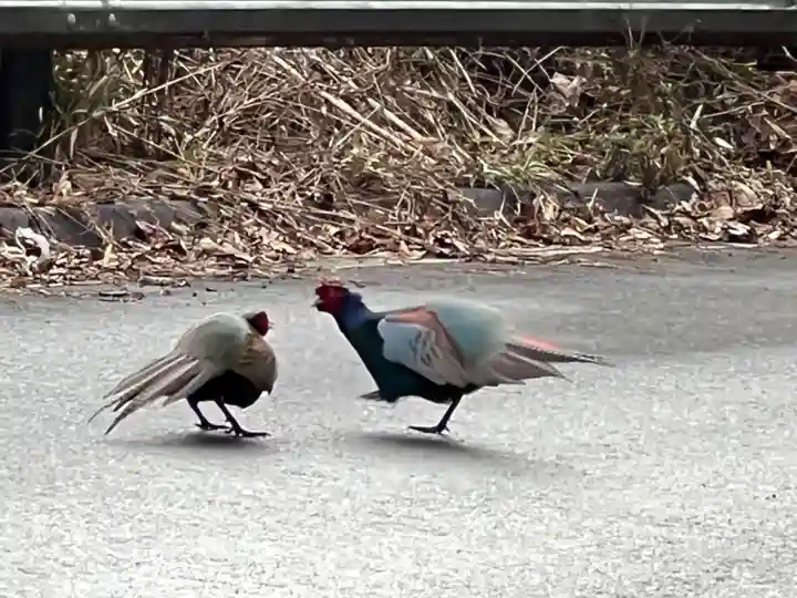 大宮温泉神社の動物