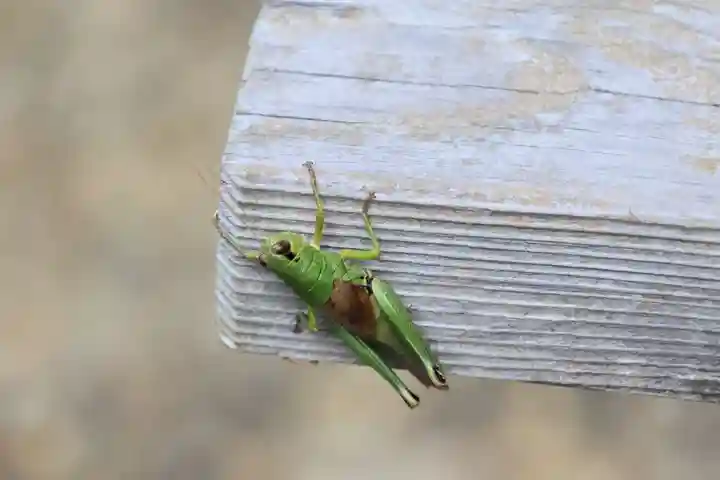 大六天麻王神社の自然