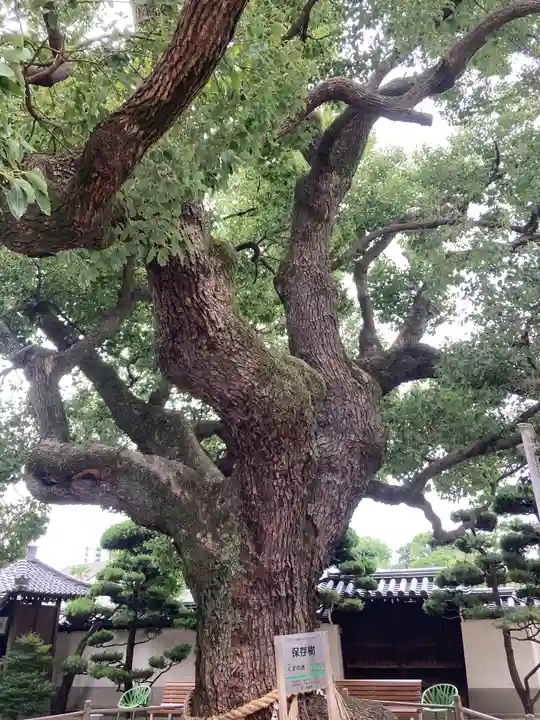 大聖観音寺(あびこ観音)の自然