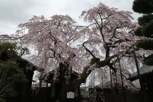 心念寺(三重県)